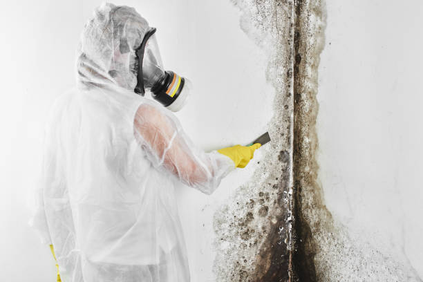 Best Mold Inspection  in Liberty, SC