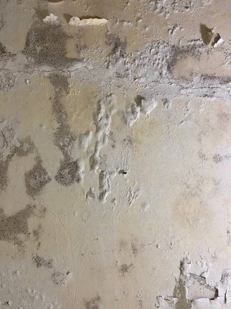 Best Affordable Mold Removal  in Liberty, SC