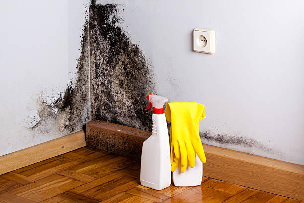 Best Local Mold Removal Service  in Liberty, SC